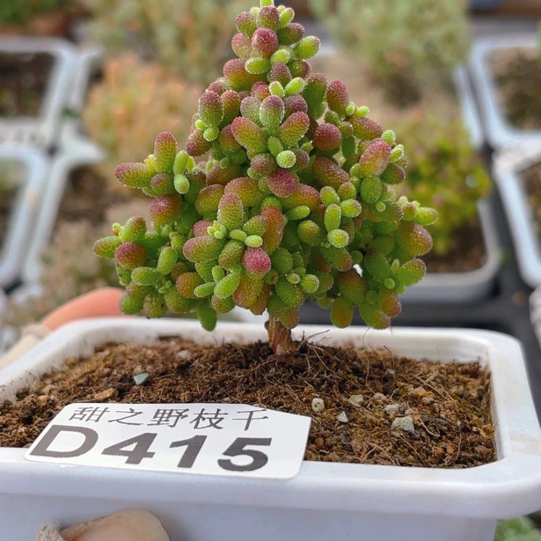 圣诞树蜜橘糖球415。