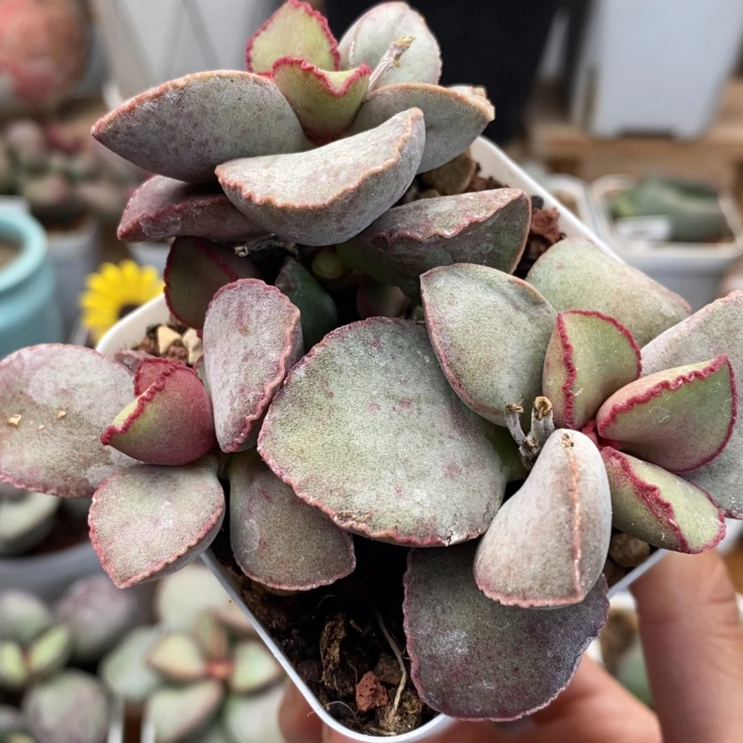 金牛座三头水泡多肉植物