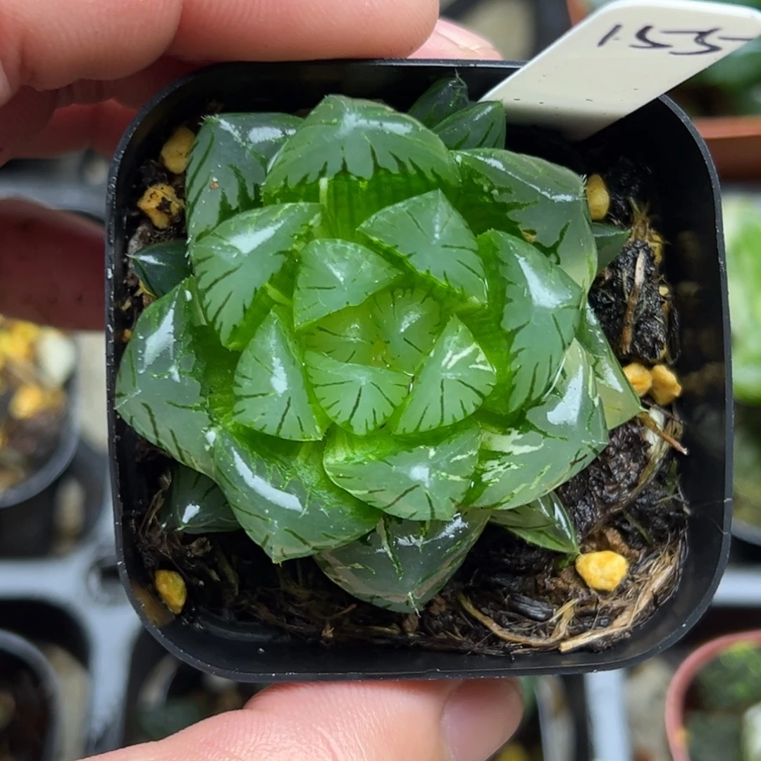 155龙鳞玉露锦一物一拍