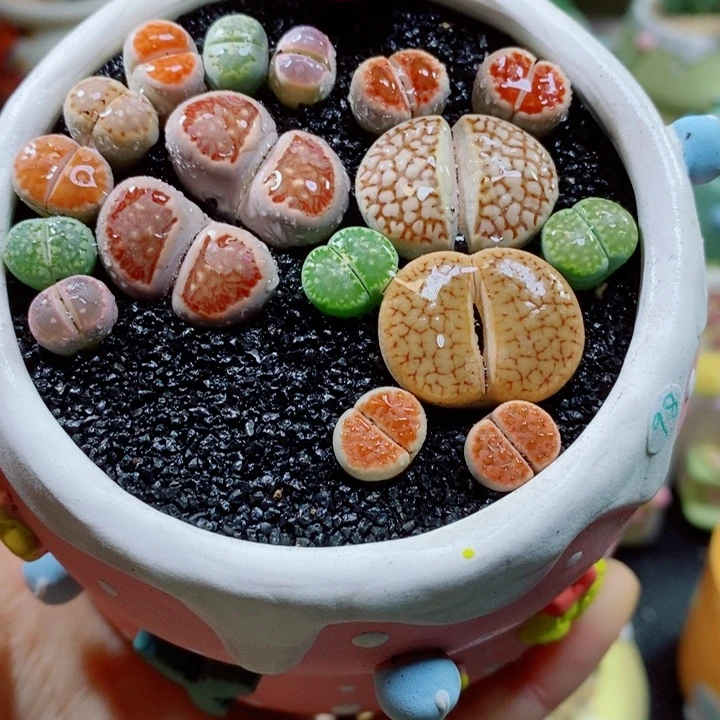 生石花花花花花花726