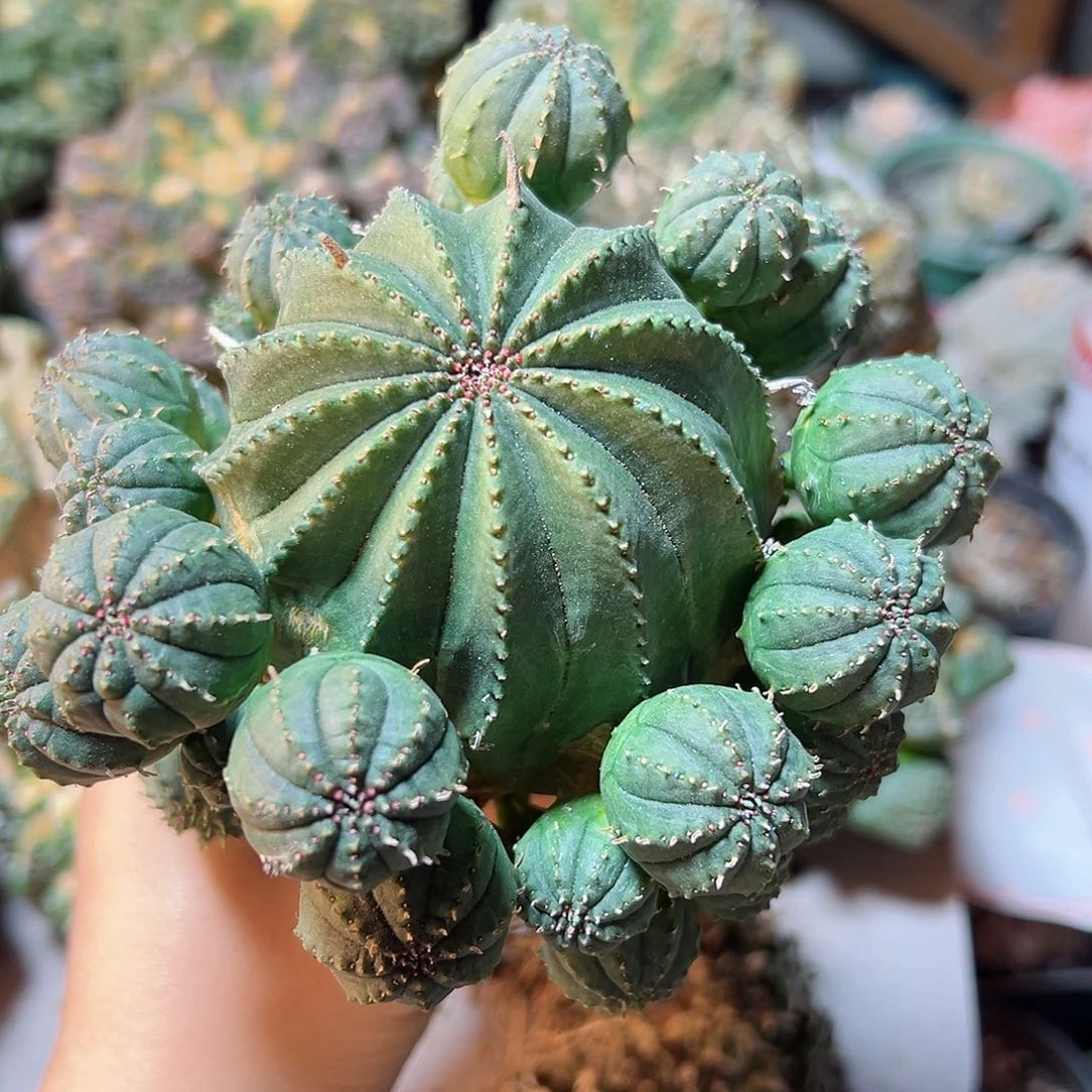 55号实生泰布11.5公分