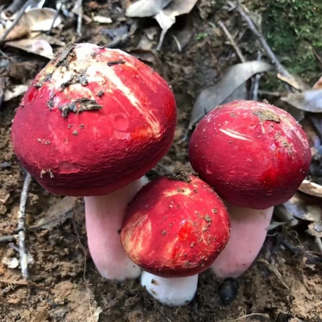 云南野生红菇新鲜煲汤野生菌菇