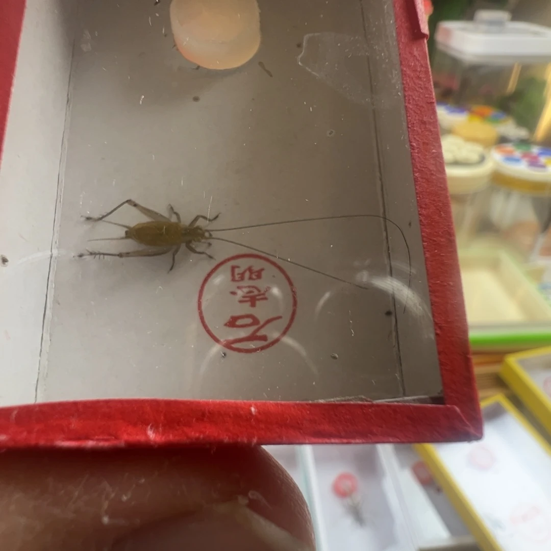 蟋蟀一只石老师短须冬黄