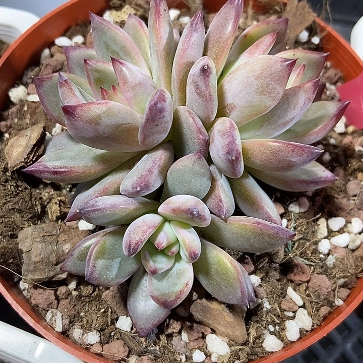 多肉植物夜魔侠273