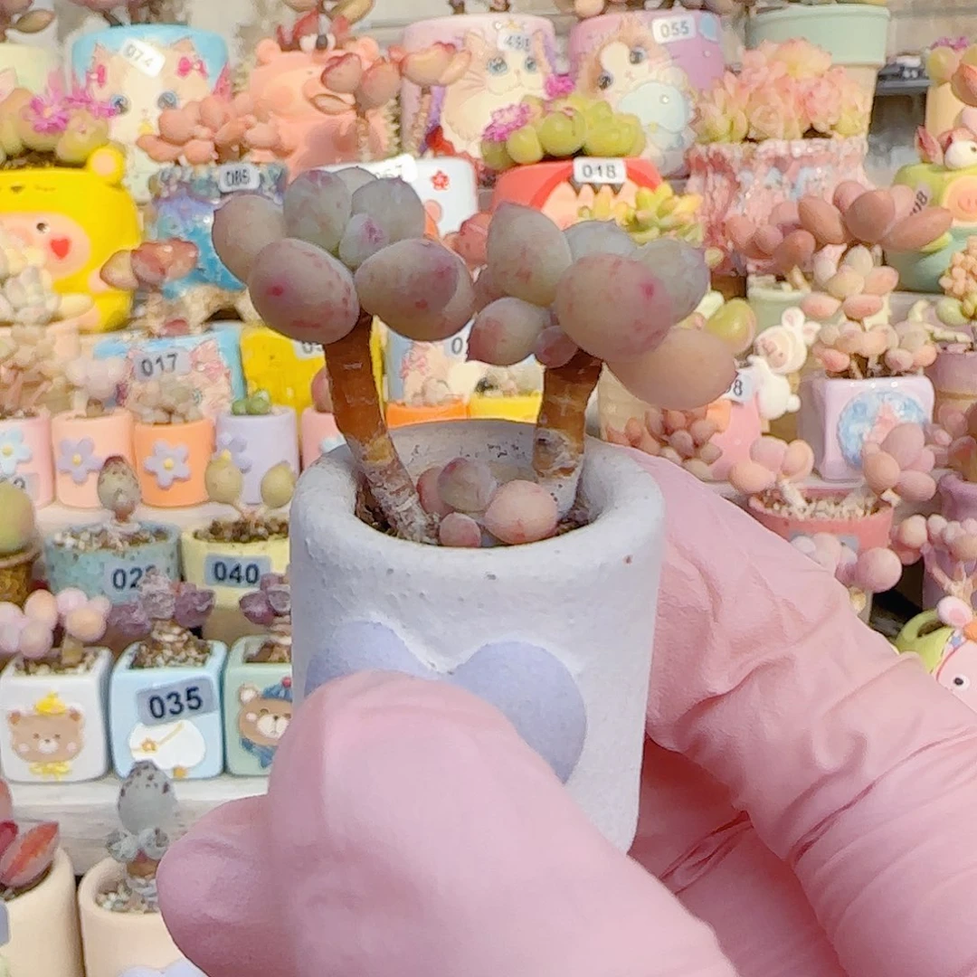 L 仙女彩虹奶 盆口2.5cm