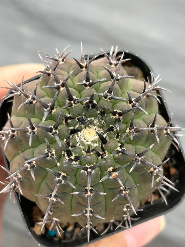 黑刺凤头实生一物一拍