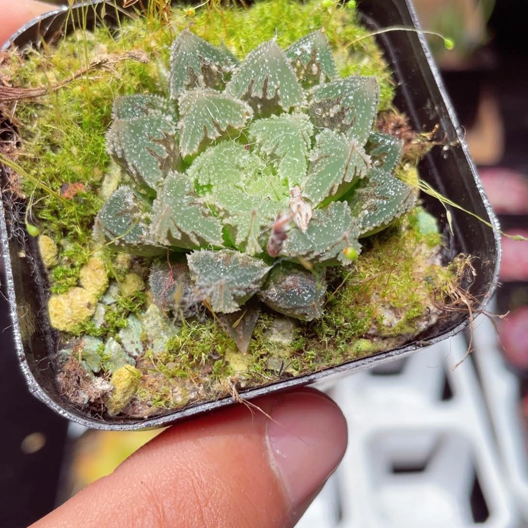 白帝城玉露多肉9.9包邮发货