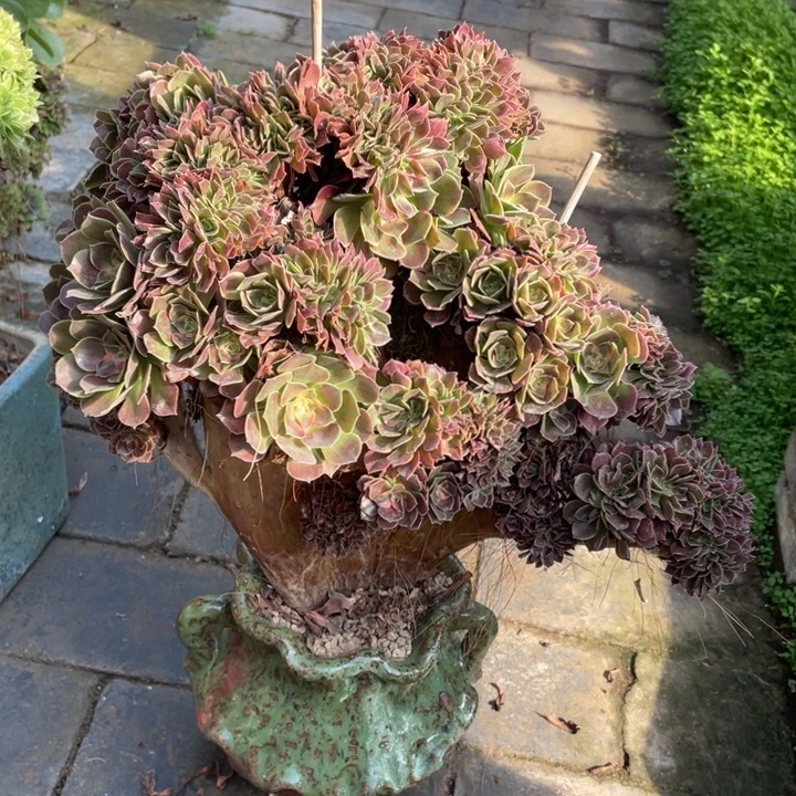 法师老桩缀化香妃