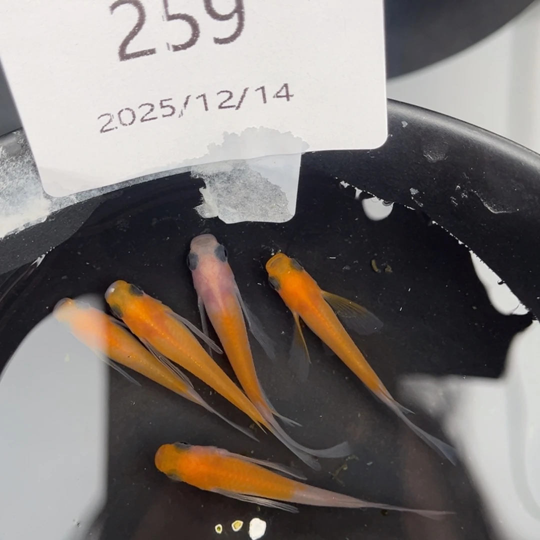青鳉鱼259红白真长鳍五尾