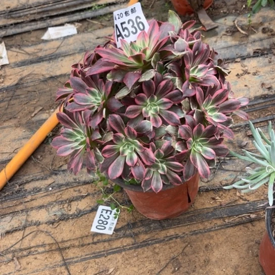 536浣纱法师不包断枝