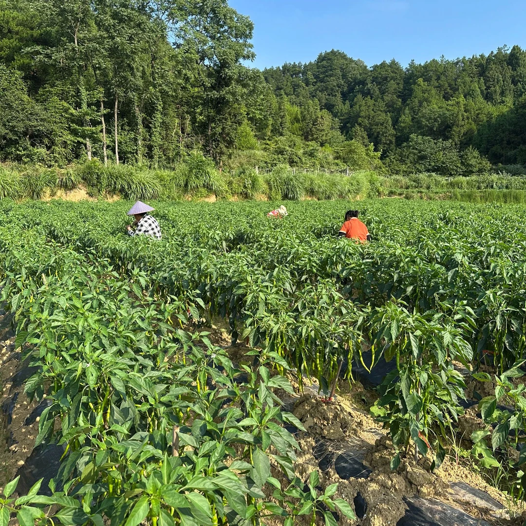 正宗湖南湘西本地辣椒新鲜螺丝椒青线椒线螺青椒软皮青辣椒新鲜