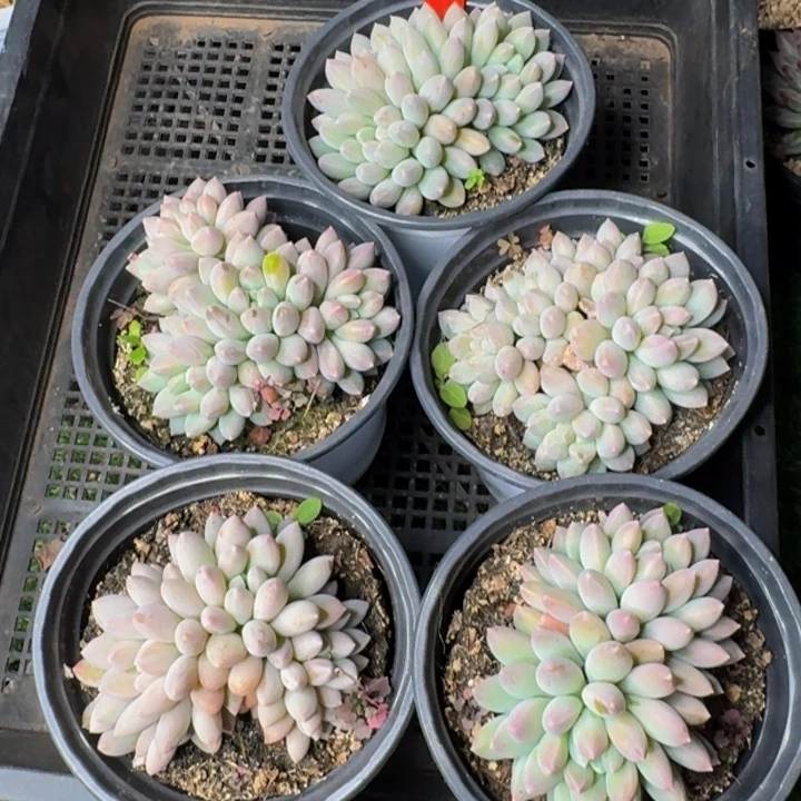 096多肉植物一物一拍