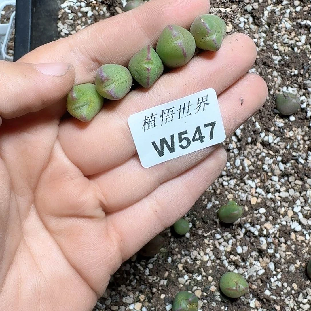 547盒d r z w w w f g多肉植物