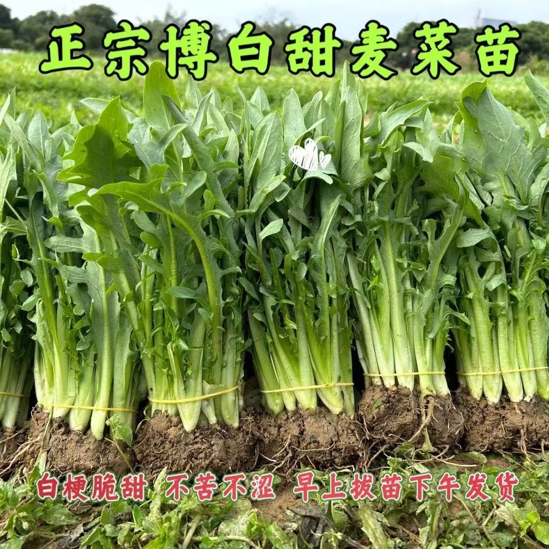 正宗广西博白甜麦菜苗当季四季花芽栽种新鲜阳台软甜蔬菜带泥发货
