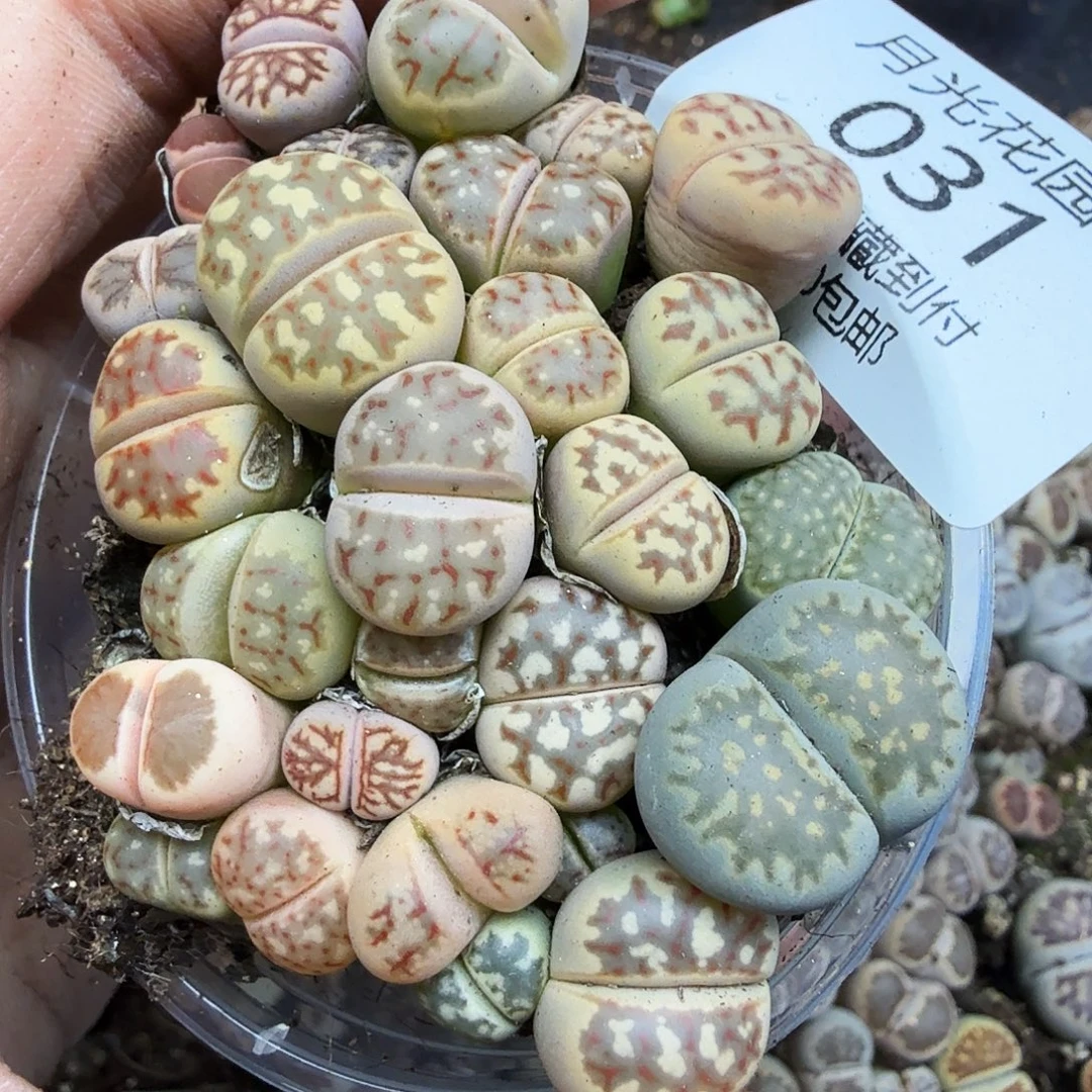 是不是很喜欢这个风格哟031