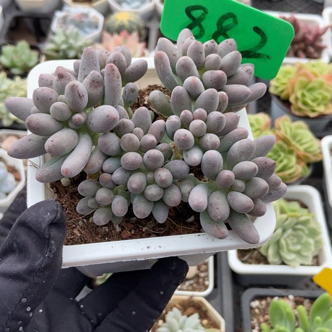 882樱花奶多肉植物多肉