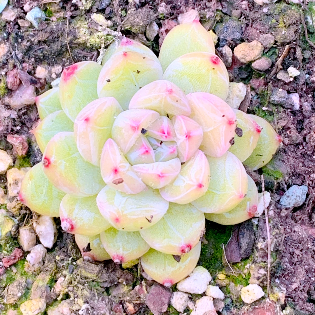 雪花珍妮单头精控精品多肉植物盆栽阳台花卉好养一单包邮