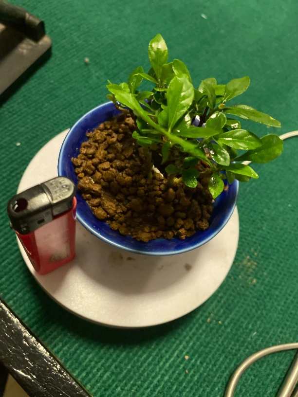 栀子花微型盆景老桩可净化空气适合办公室桌面的绿植
