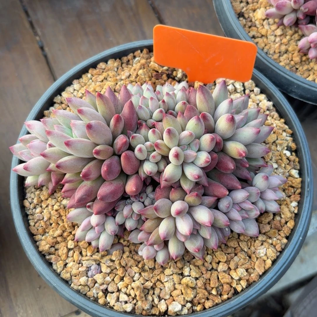 无花朵虞美人无砍16头