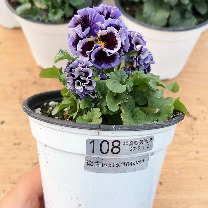 红陶抖音直播闪拍108