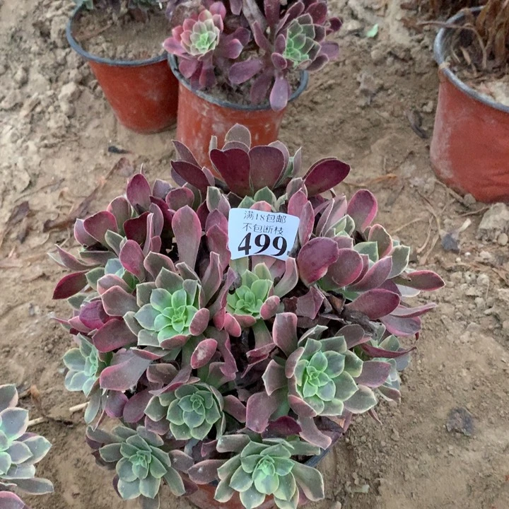 499金丝雀阴阳绣球4