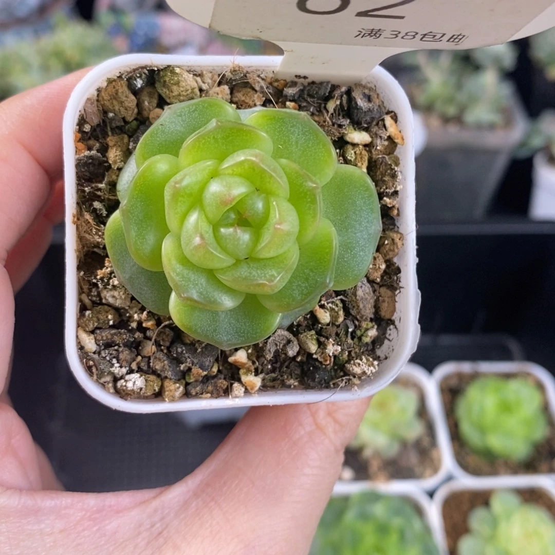 玻璃体珍妮单头一颗62号