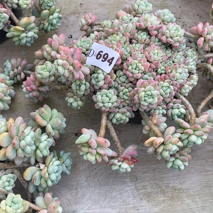 可***丽694劳尔多肉植物多肉