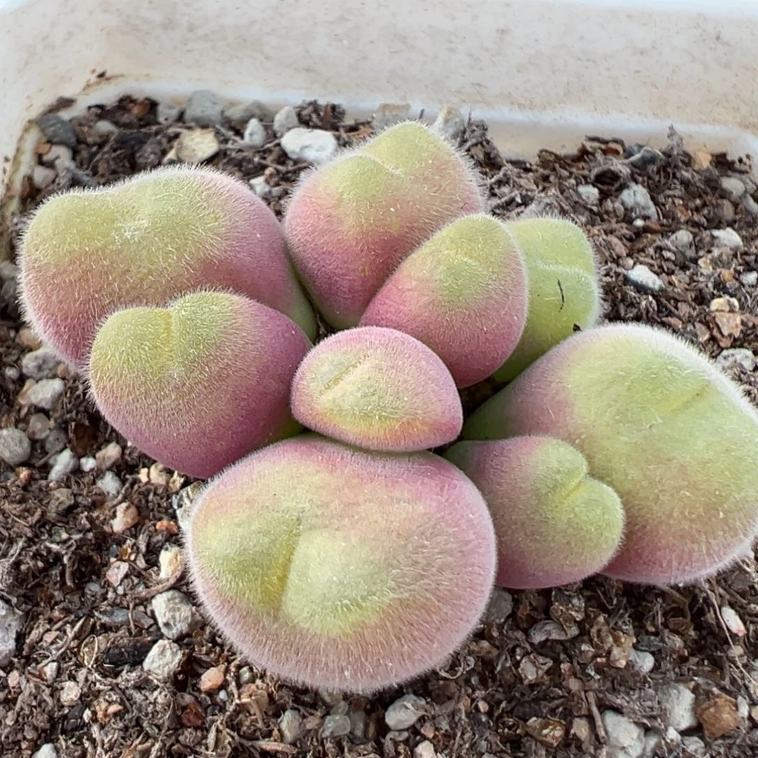 长毛毛翠堤 肉锥植物