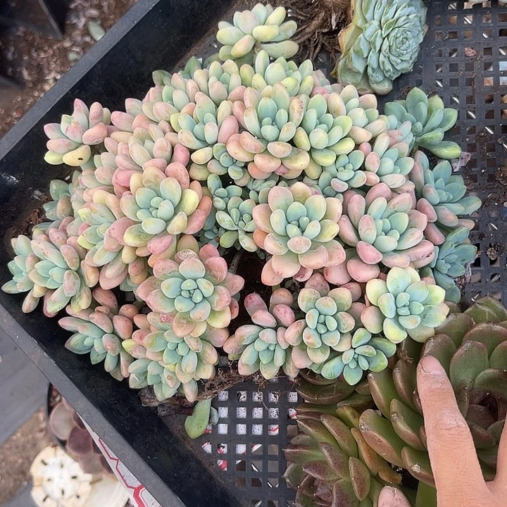 萧***潇晨语多肉，一物一拍