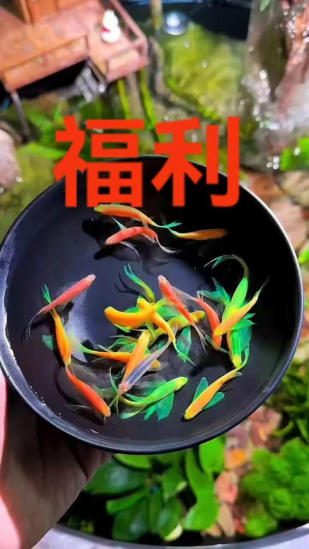 福利款蝶翼斑马3~4.5厘米热带观赏鱼饲养活体宠物