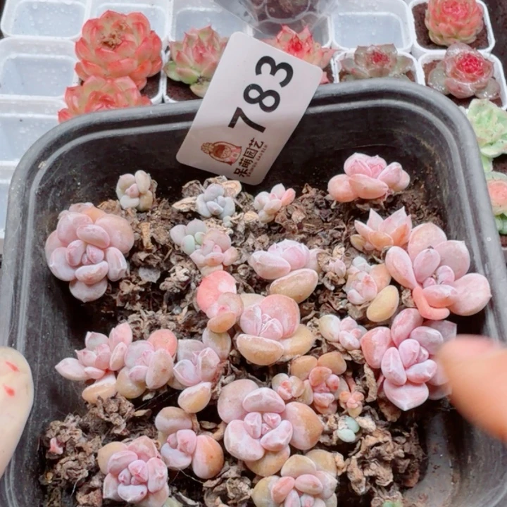 多肉植物多肉植物
