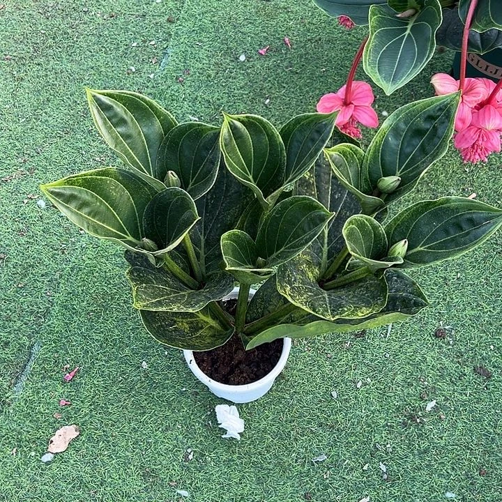 美****少量花朵（建议范围：2朵-5朵 或40%以下）