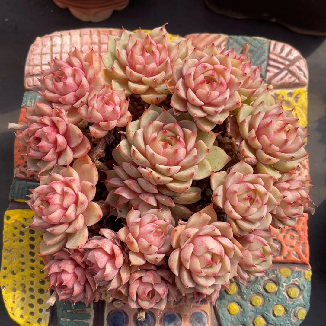 黄金本巴蒂斯老桩