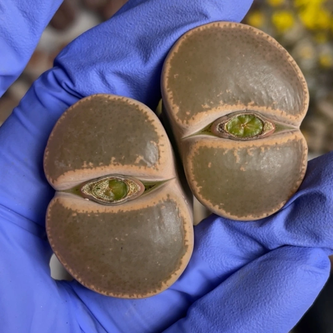 非偏远满20包邮158