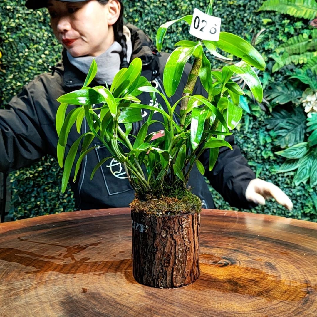 【闪购商品】026扭瓣花花