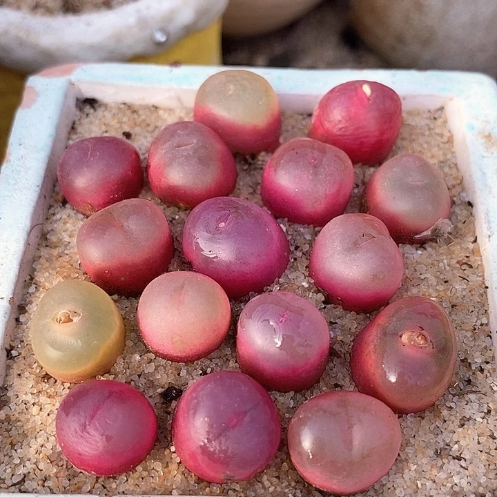 冰魄杂吕红一颗