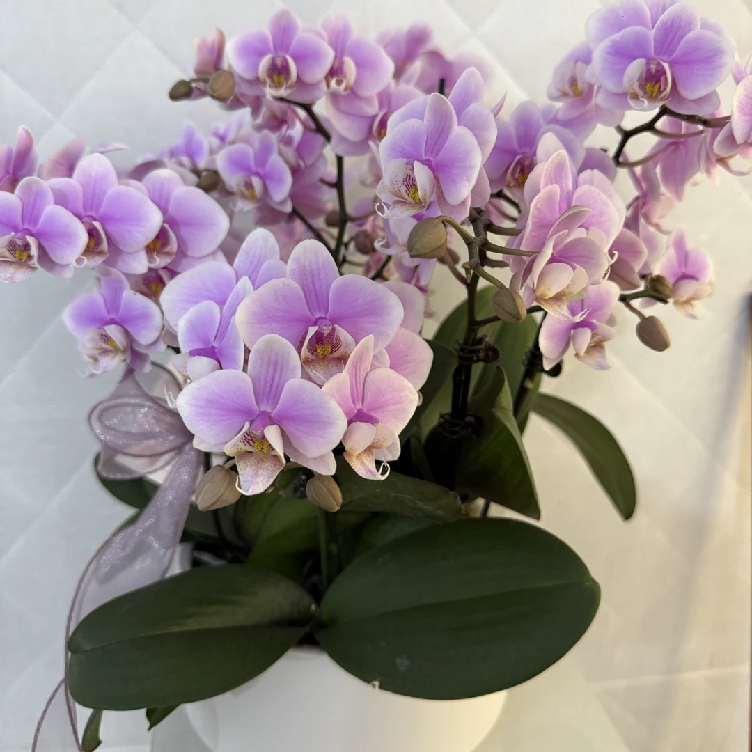 蝴蝶兰 《万人迷》欧品高货 鲜花绿植 送人送礼 首选好花
