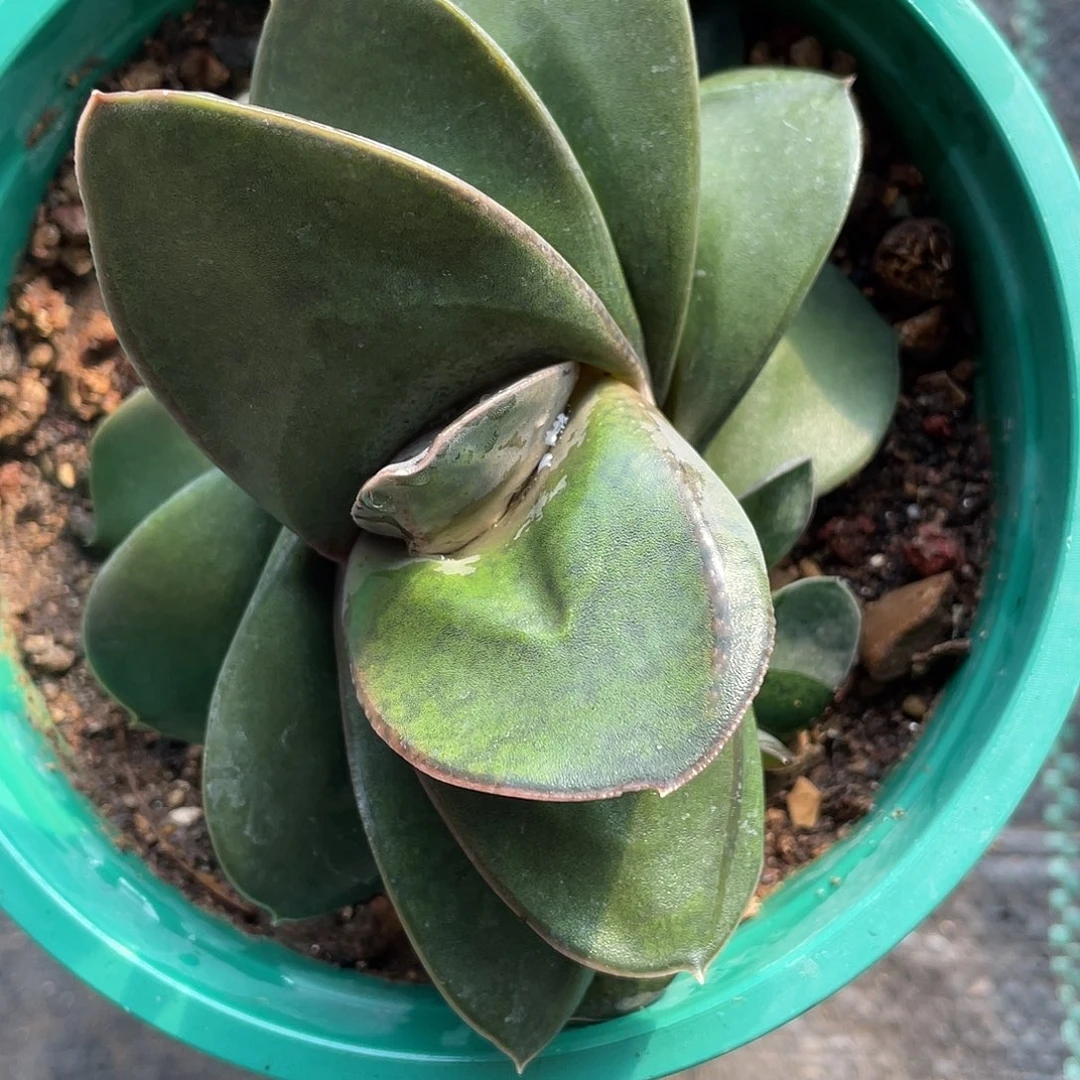 随***意随缘拍1111111111