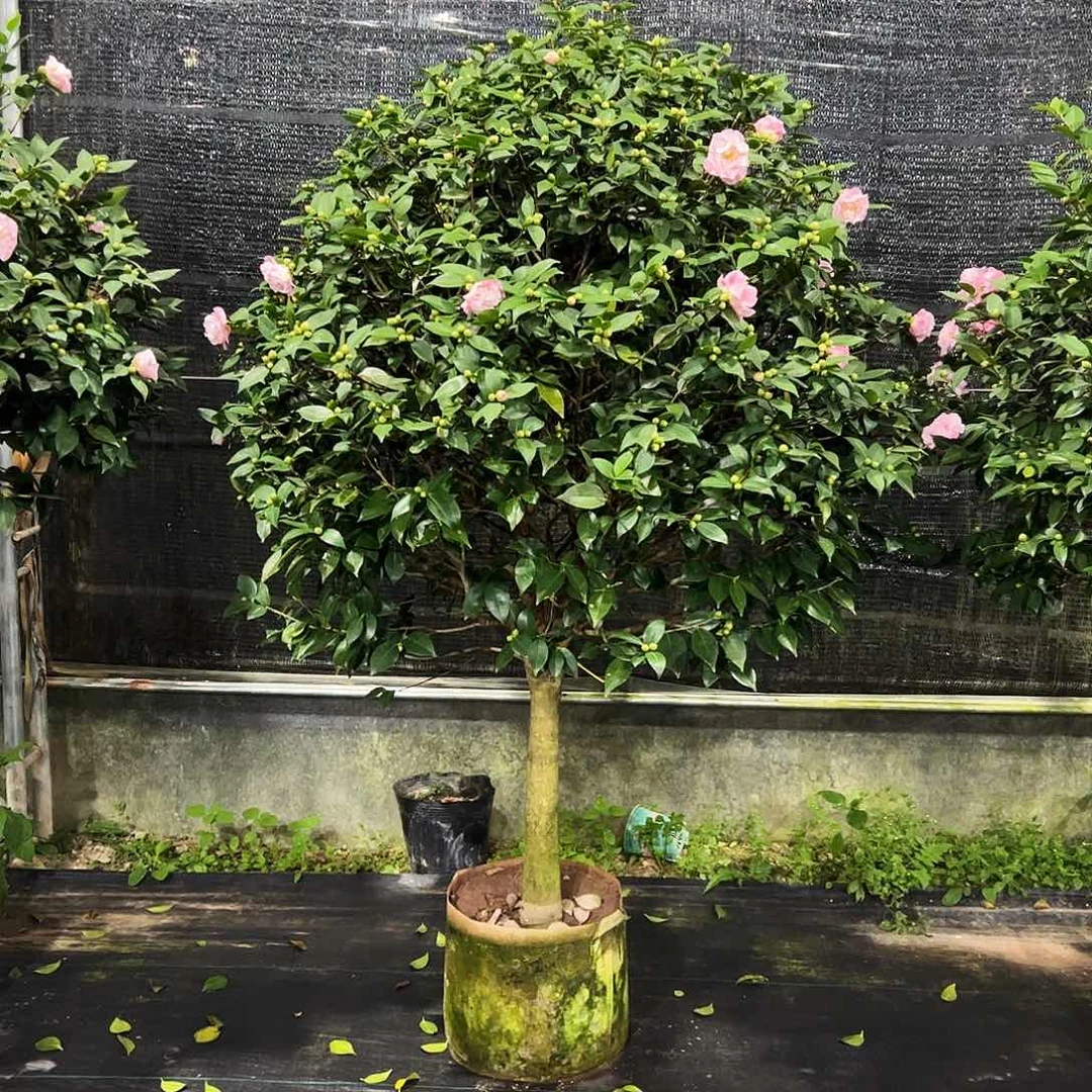 全部花朵香妃茶花四颗