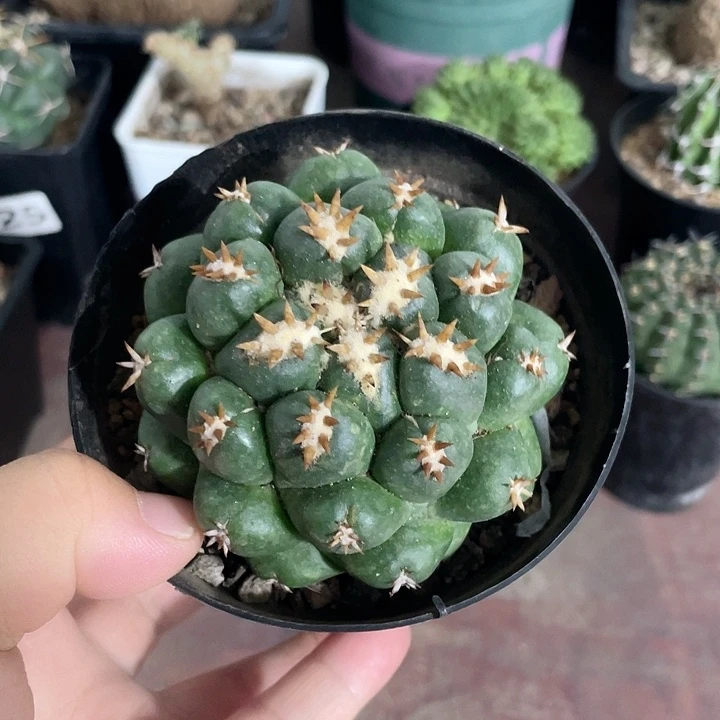 076大号短豪刺象牙