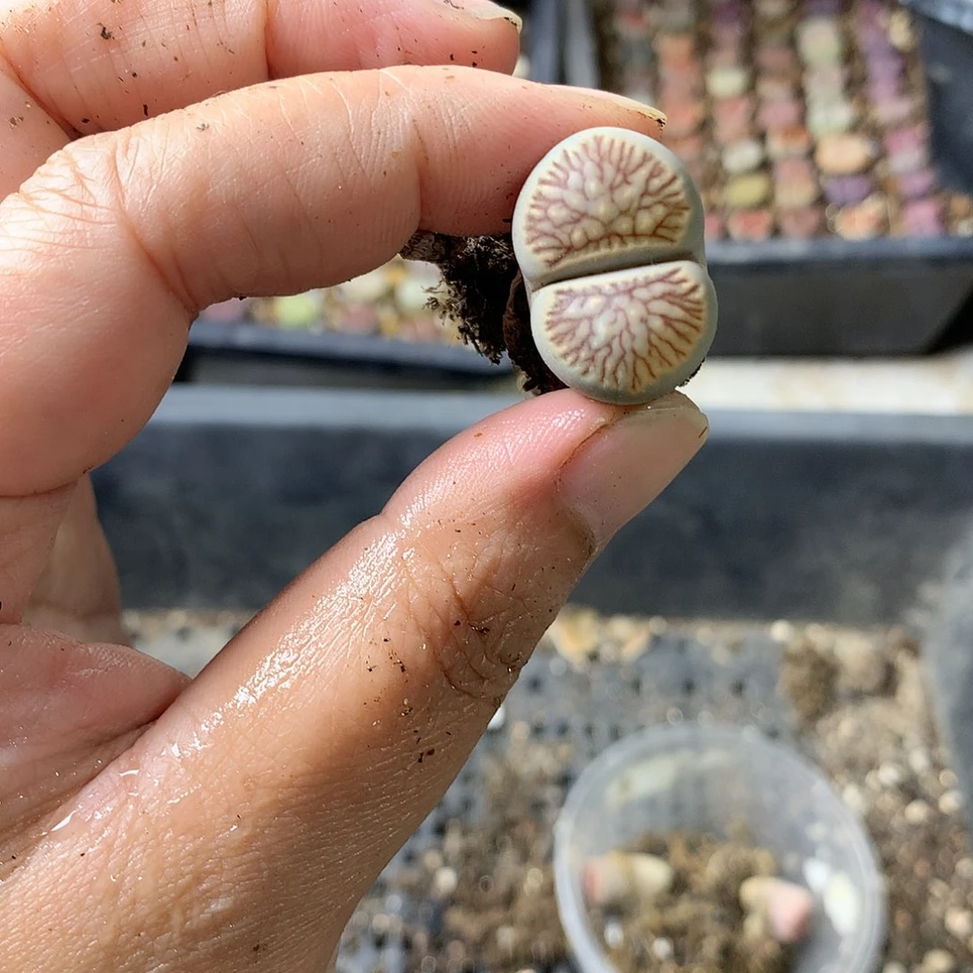 T197多肉植物保护