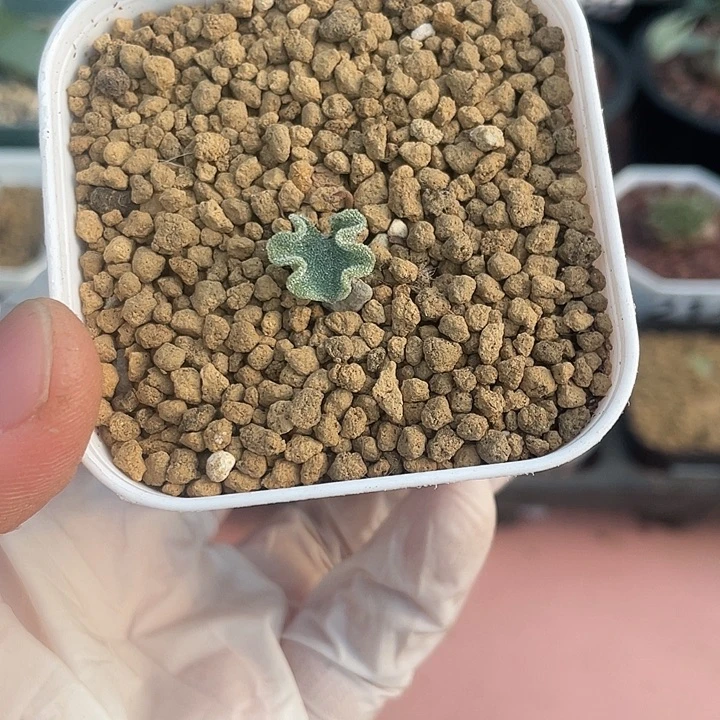 278冰晶海带雾冰玉