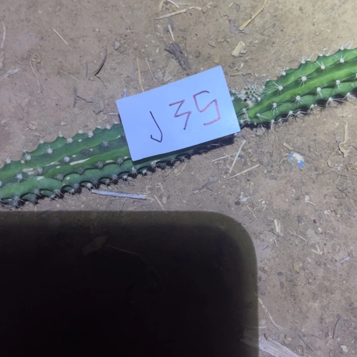 小***猪夜皇后侧芽1111111