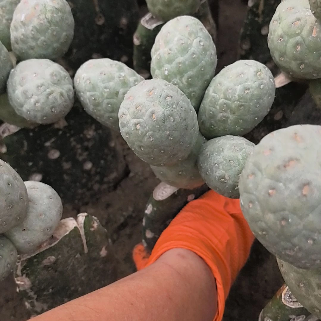 荣***市习志野仙人球直播