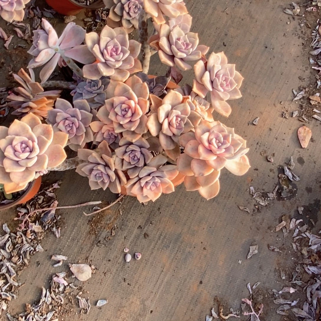 彩**?63一物一拍紫乐锦