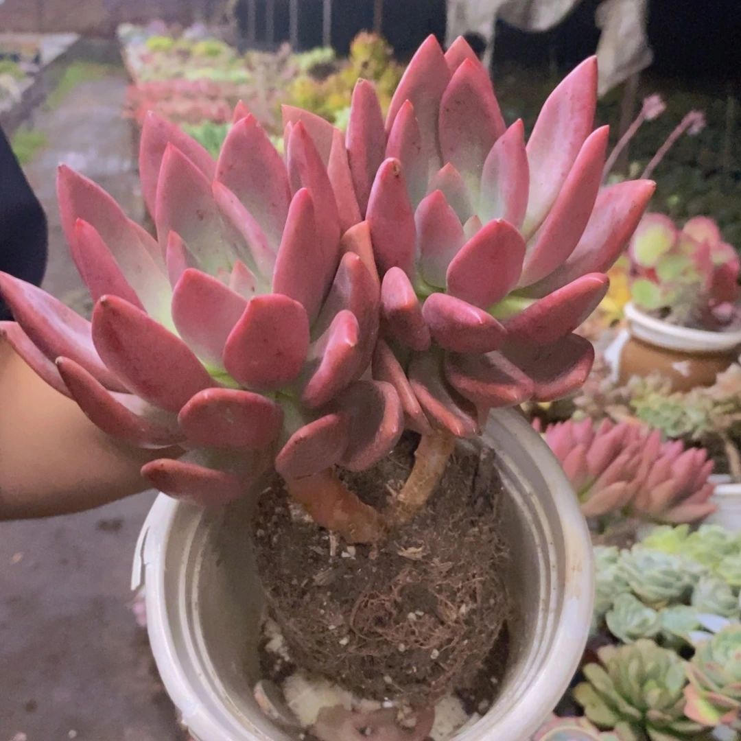 桃花源双头起发两盆
