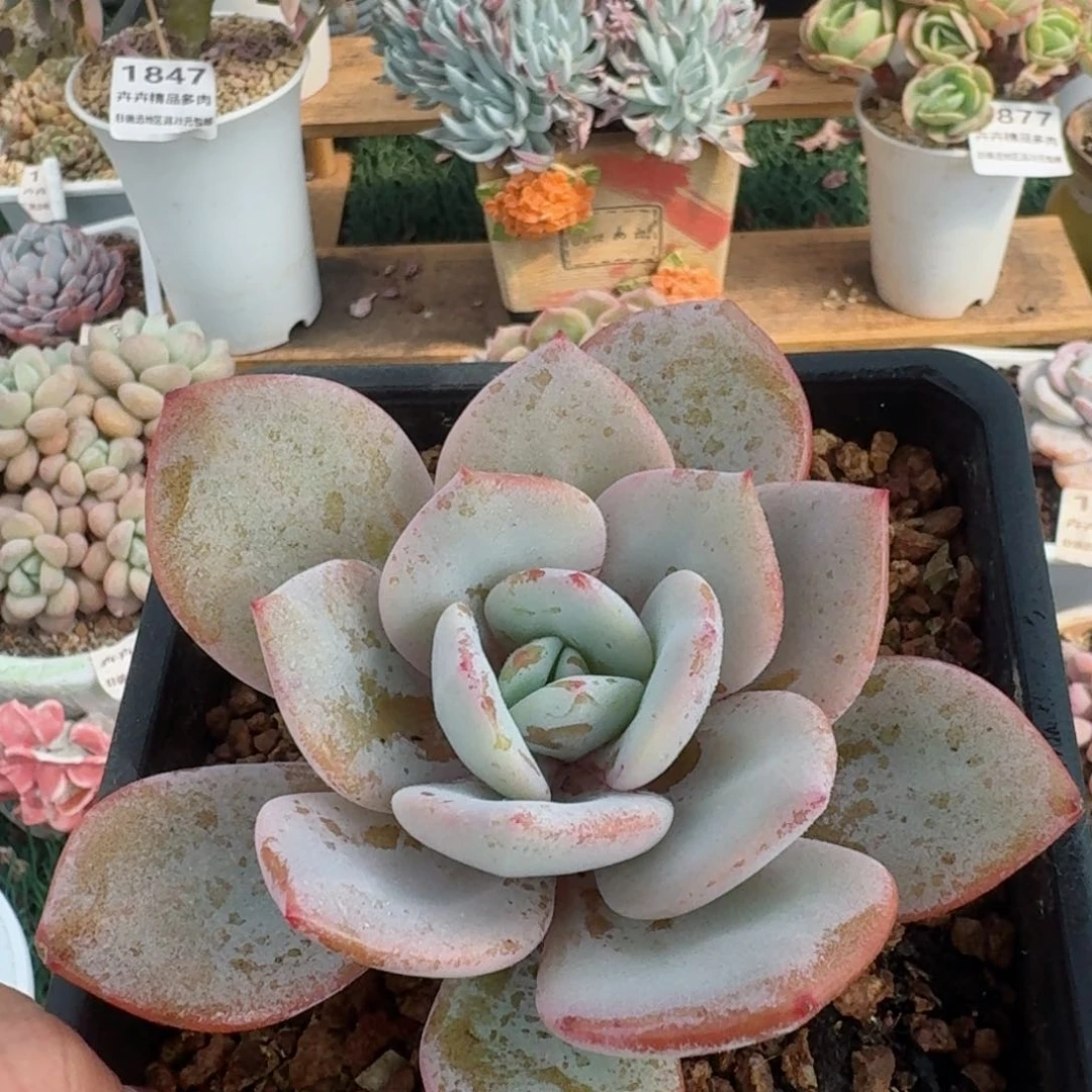 1827一物一拍（满28包邮）