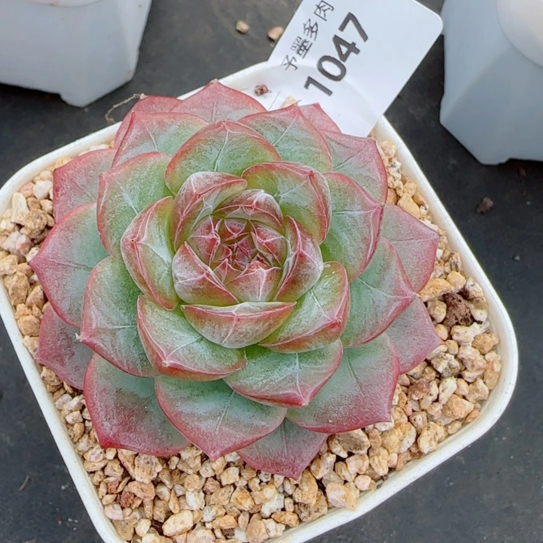 紫罗兰仙子，1047多肉植物