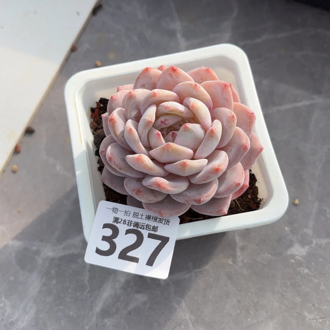 橙梦露无盆土发货