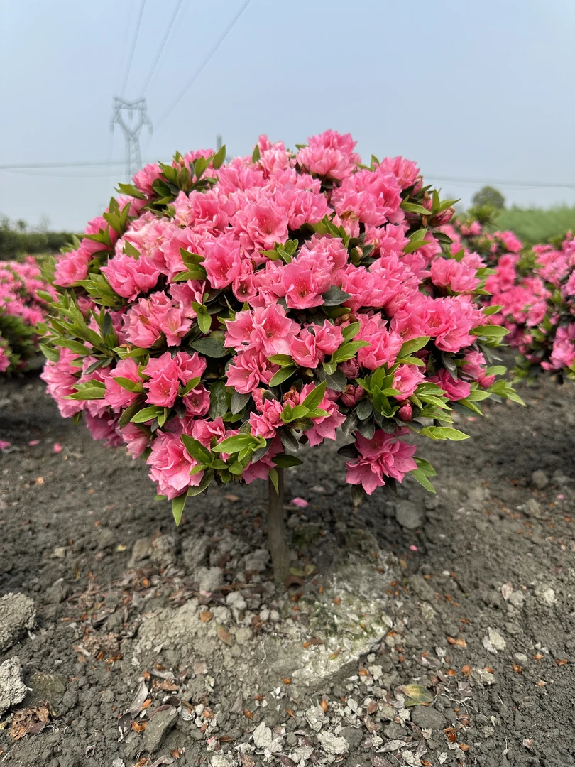 杜鹃花室外栽种绿植盆栽庭院植物售后保障(30天售后）